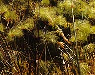 Picture of Papyrus Plants