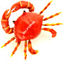 Wiggly Crab Magnet - California Souvenir